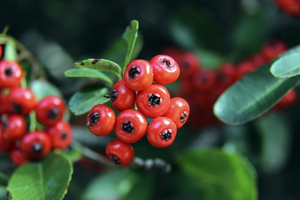 主教练泰伦 主教练泰伦